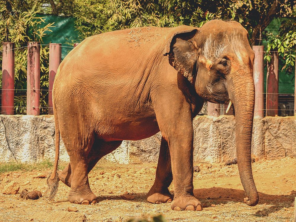 Free Asian elephant image, public domain wild animal CC0 photo.