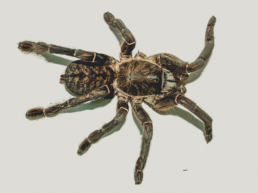 Free close up tarantula spider image, public domain animal CC0 photo.