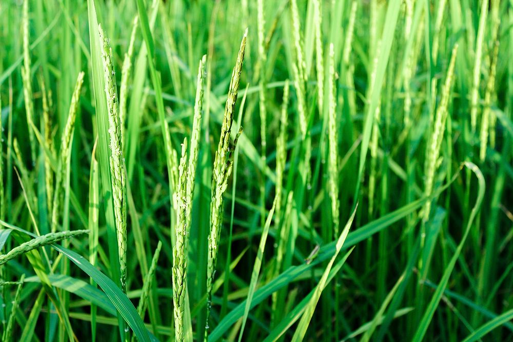 Fresh green grass background, agriculture, free public domain CC0 photo.
