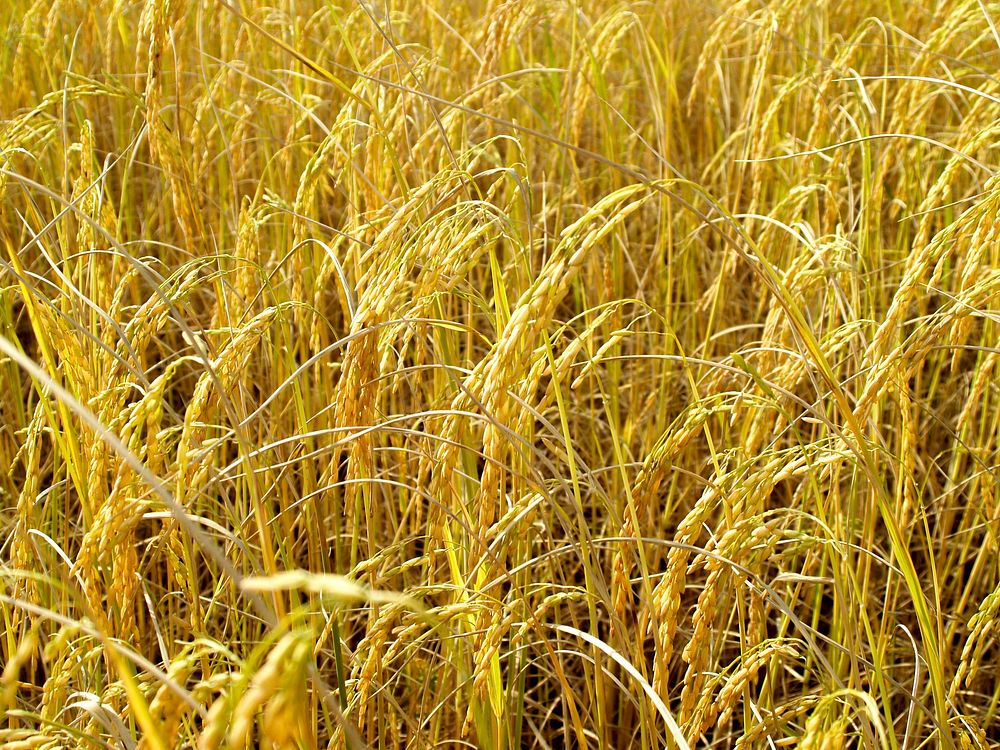 Free yellow field of crops image, public domain food CC0 photo.