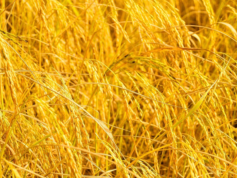 Free yellow rice paddy image, public domain food CC0 photo.