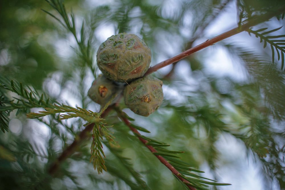 Green pine cones, free public domain CC0 image.