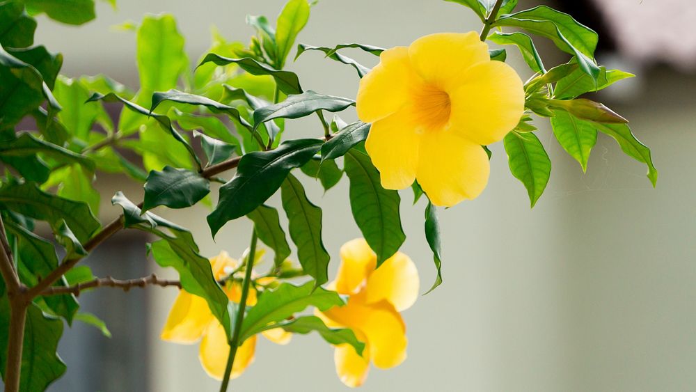 Free yellow trumpet vine image, public domain flower CC0 photo.