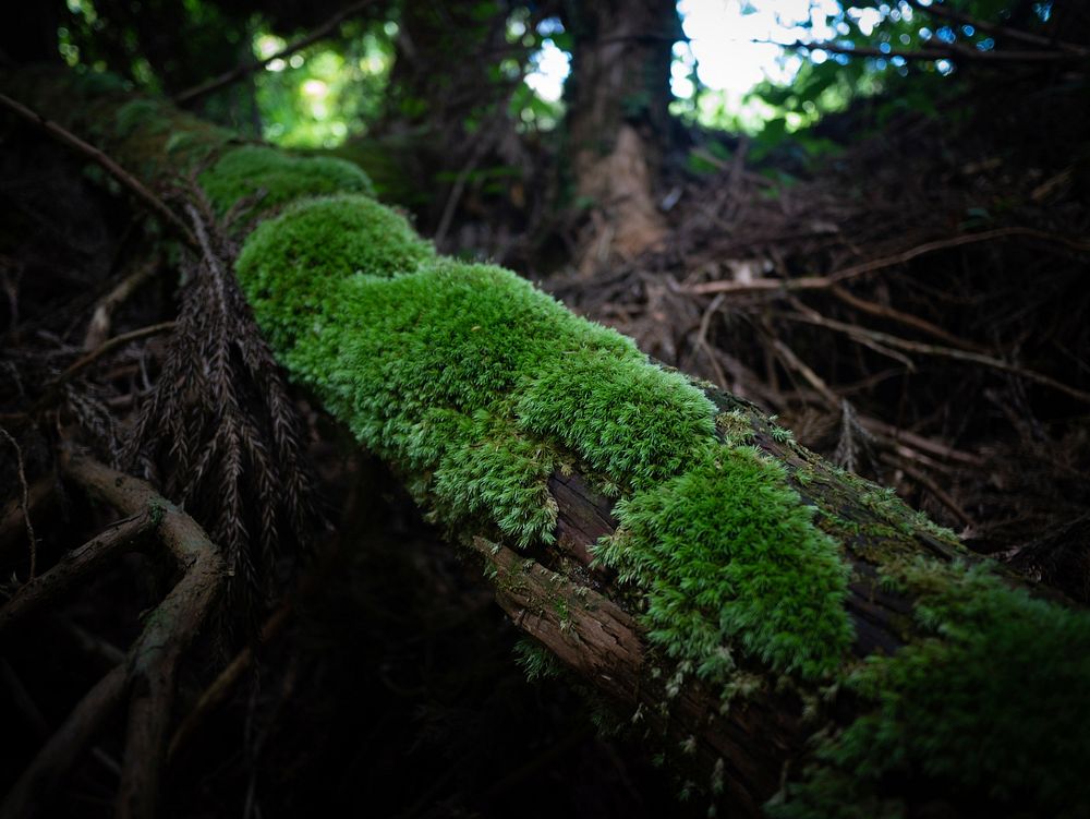 Free closeup on big tree branch with moss photo, public domain nature CC0 image.