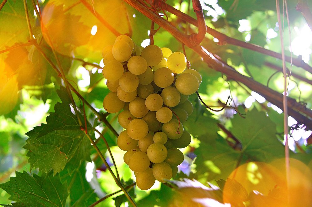 Free green grape image, public domain fruit CC0 photo.