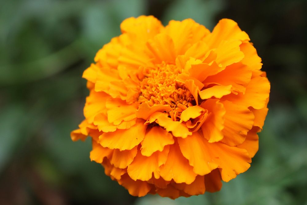 Free marigold image, public domain flower CC0 photo.