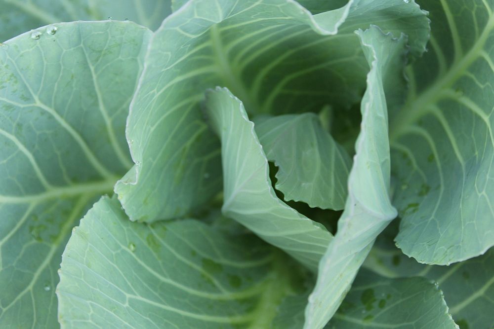 Free cabbage image, public domain food CC0 photo.