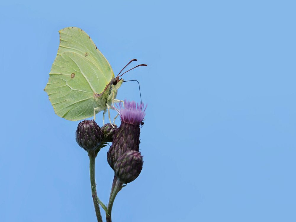 Free thistle and green butterfly image, public domain spring CC0 photo.