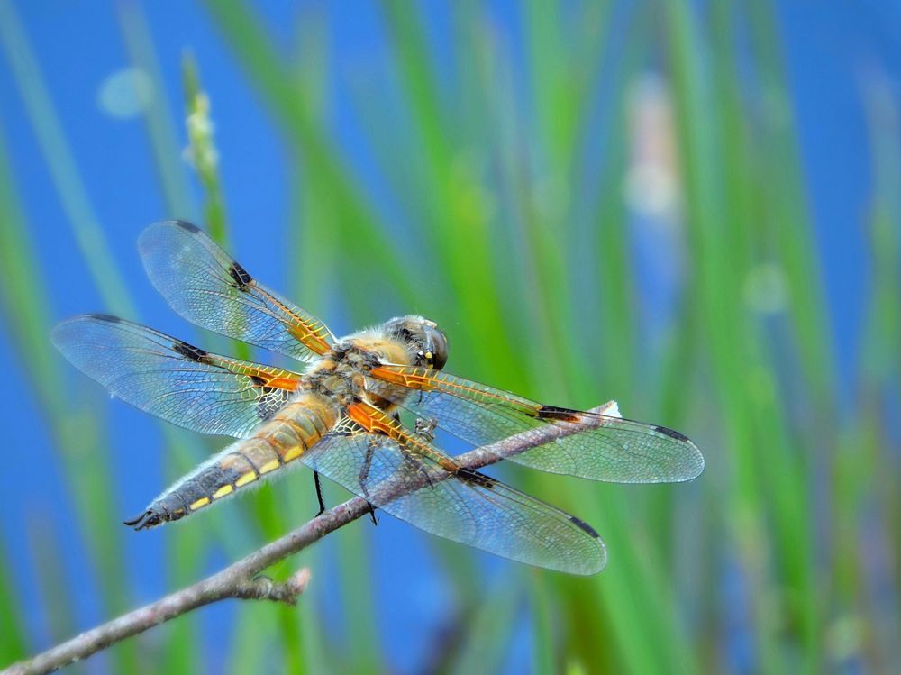 Free close up dragonfly on stick, public domain animal CC0 photo.