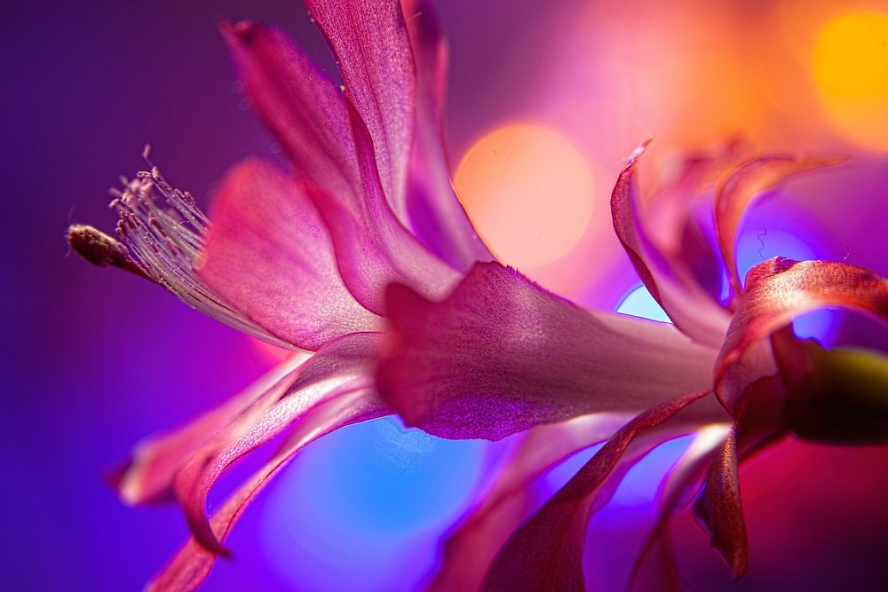 Free pink schlumbergera image, public domain flower CC0 photo.