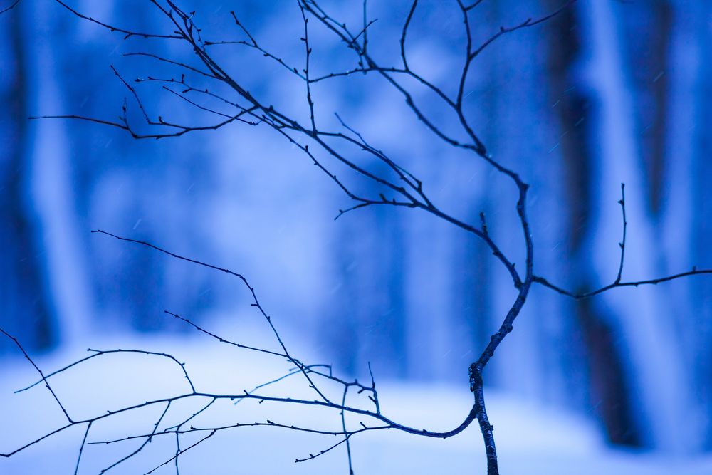 Free closeup on tree branch image, public domain CC0 photo.