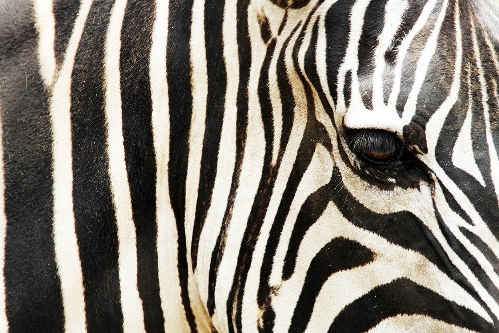 Free zebra in the wild image, public domain CC0 photo.