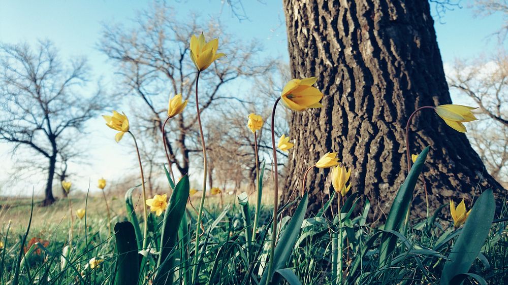 Free yellow flower image, public domain spring CC0 photo.