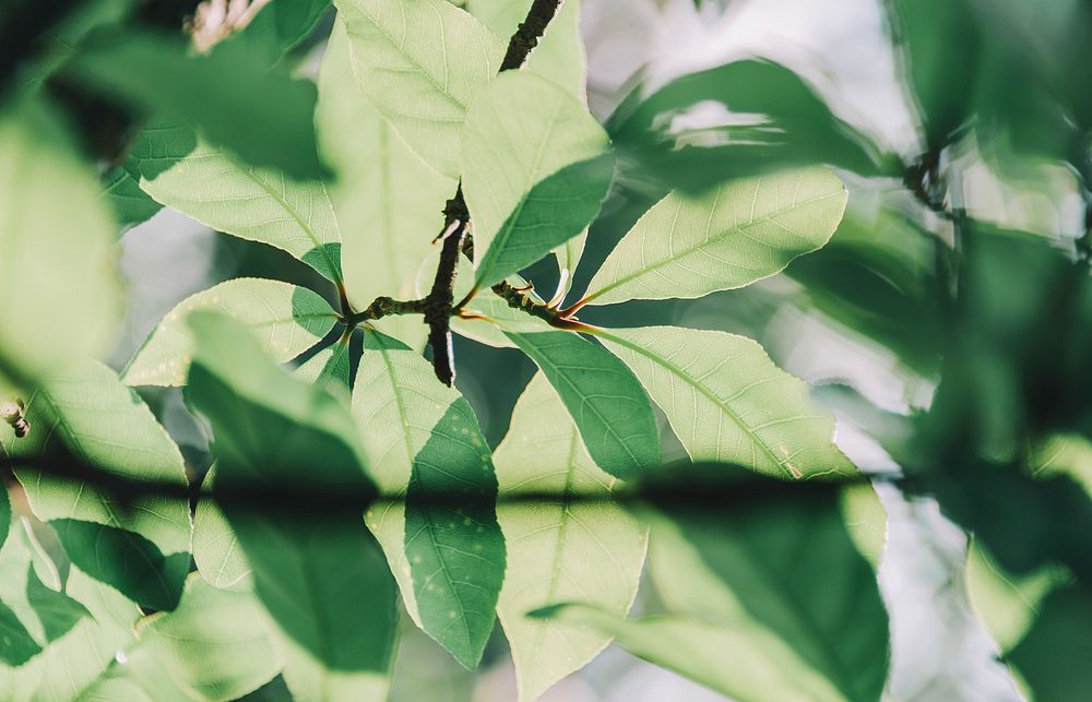 Free branch of leaves image, public domain botany CC0 photo.