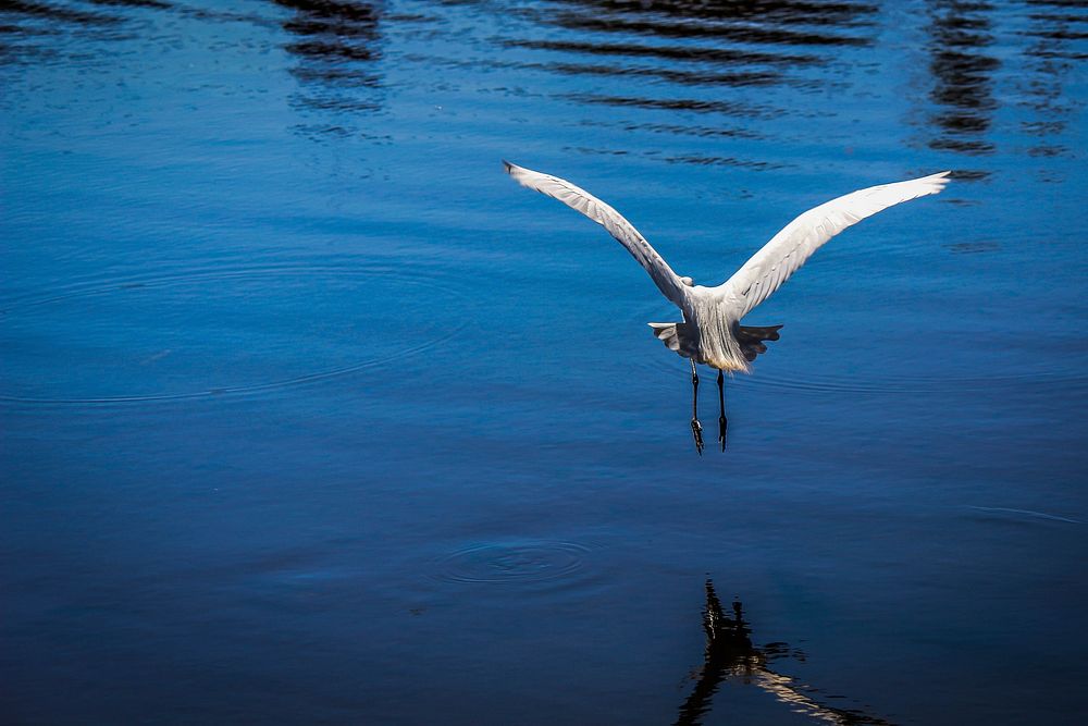 Free great egret bird flying above water image, public domain animal CC0 photo.