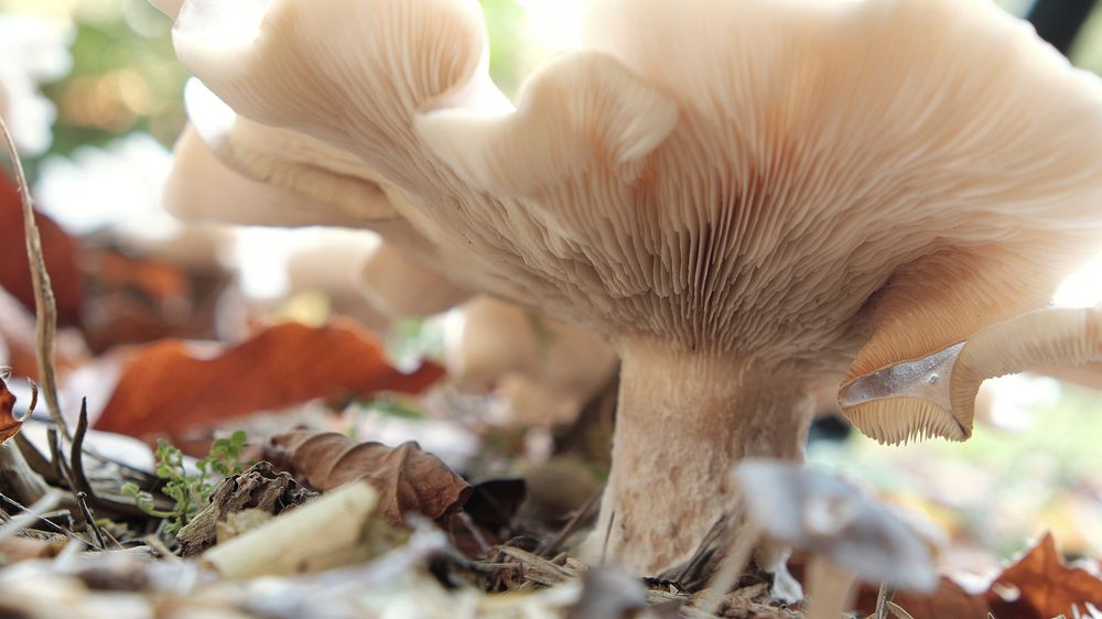 Free mushroom underneath close up photo, public domain vegetable CC0 image.