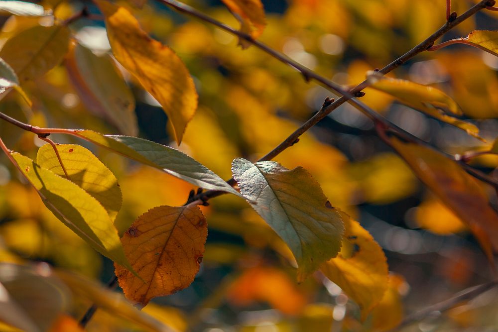 Free close up brown leaf image, public domain nature CC0 photo.