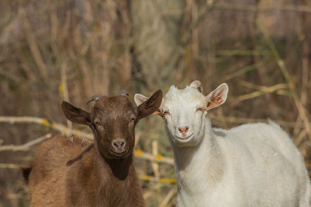 Free goat image, public domain animal CC0 photo.