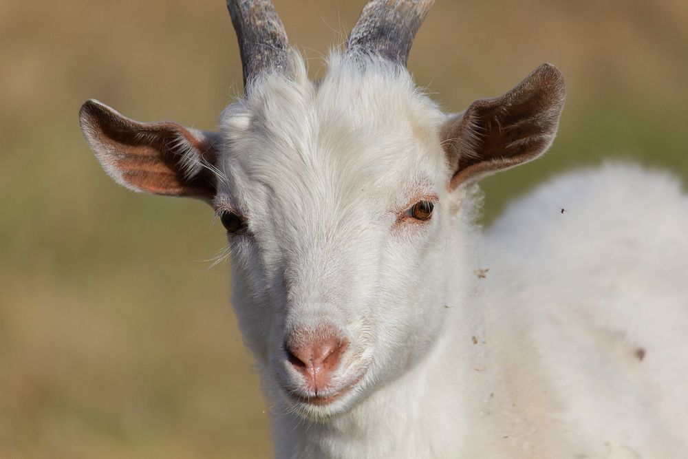 Free young white goat image, public domain animal CC0 photo.