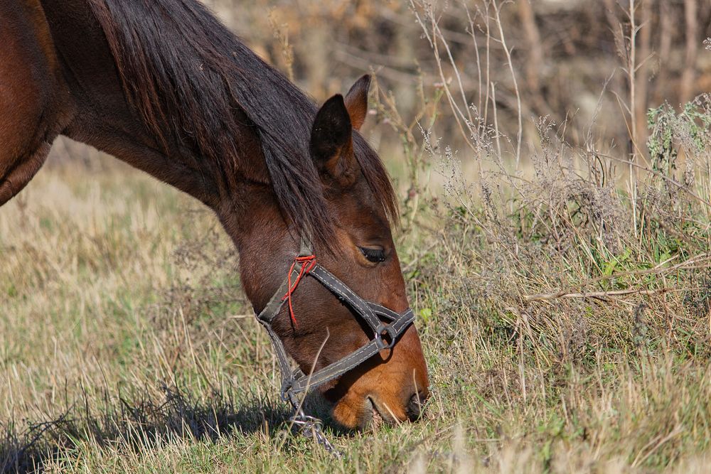 Free image of brown horse in grass, public domain animal CC0 photo.