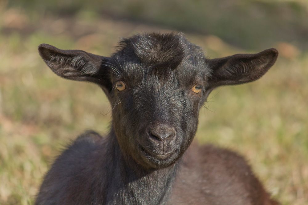 Free goat image, public domain animal CC0 photo.