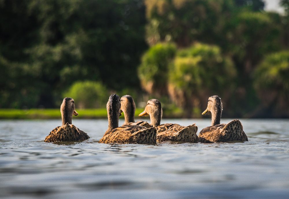 Free group of duck floating on water image, public domain animal CC0 photo.