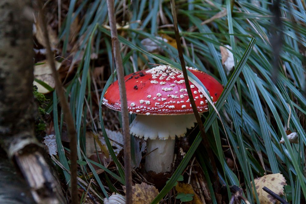 Free red toxic mushroom image, public domain plant CC0 photo.