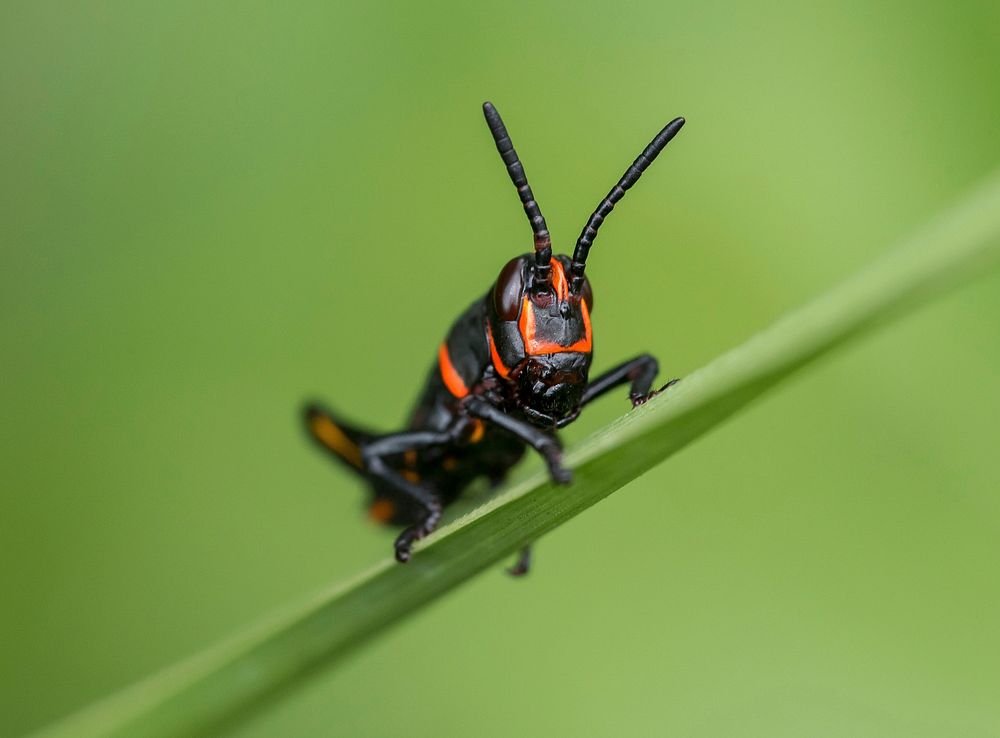 Free close up black grasshopper image, public domain animal CC0 photo.