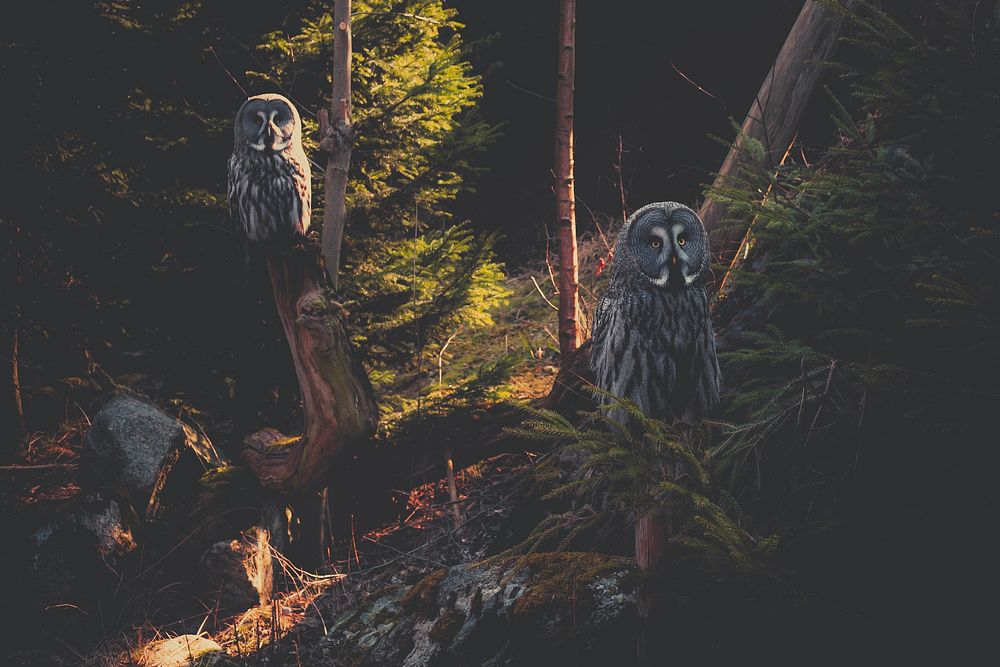 Free forest owls image, public domain animal CC0 photo.