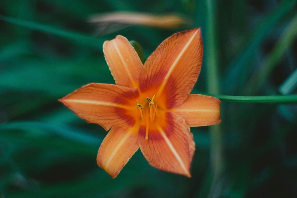 Free orange lily image, public domain flower CC0 photo.