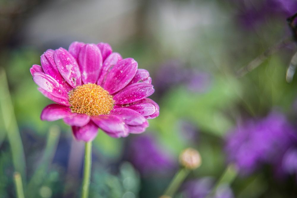 Free pink daisy background image, public domain flower CC0 photo.