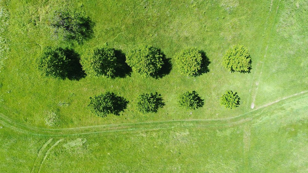 Free green tree, aerial view image, public domain botanical CC0 photo.