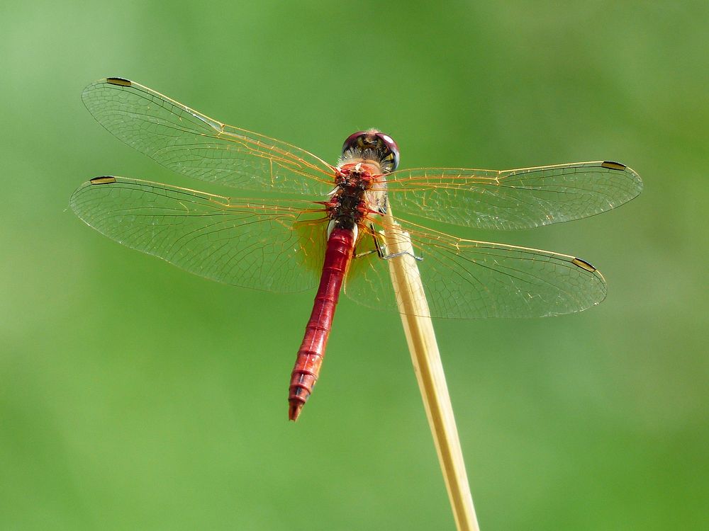 Free close up dragonfly on grass, public domain animal CC0 photo.