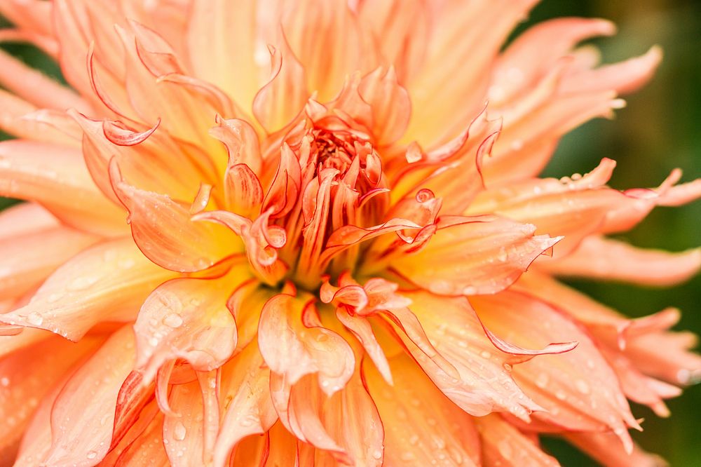 Free dahlia image, public domain flower CC0 photo.