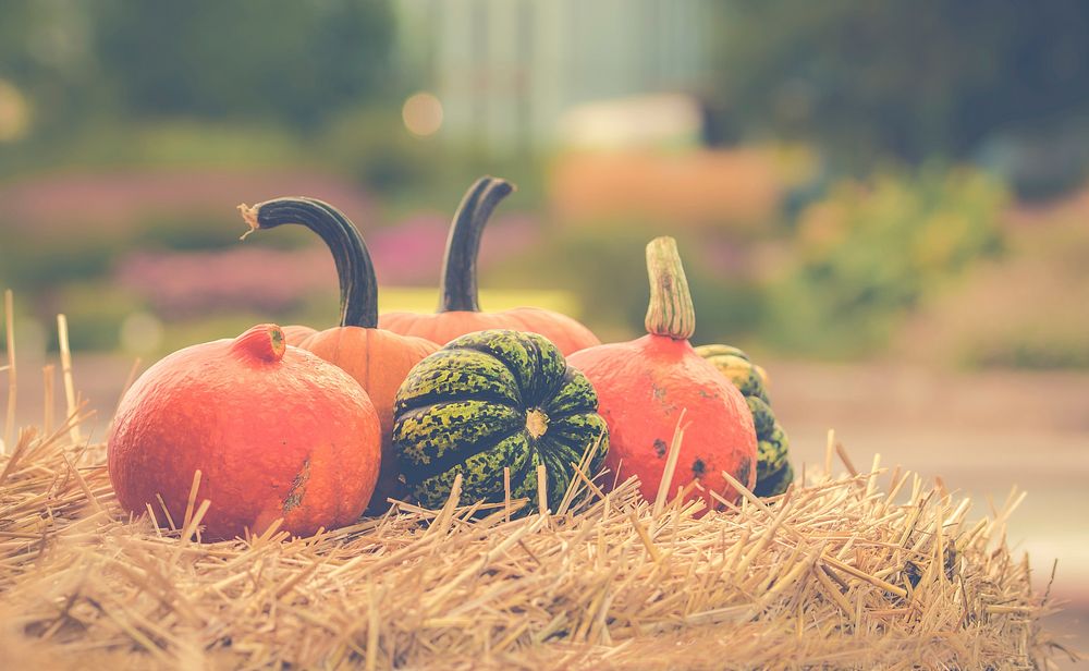 Free pumpkin decoration image, public domain autumn CC0 photo.