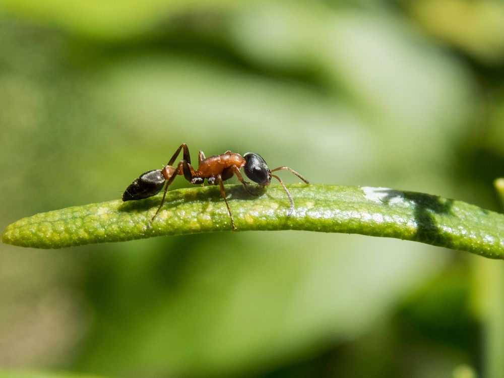 Free red ant on a leaf close up public domain CC0 photo.