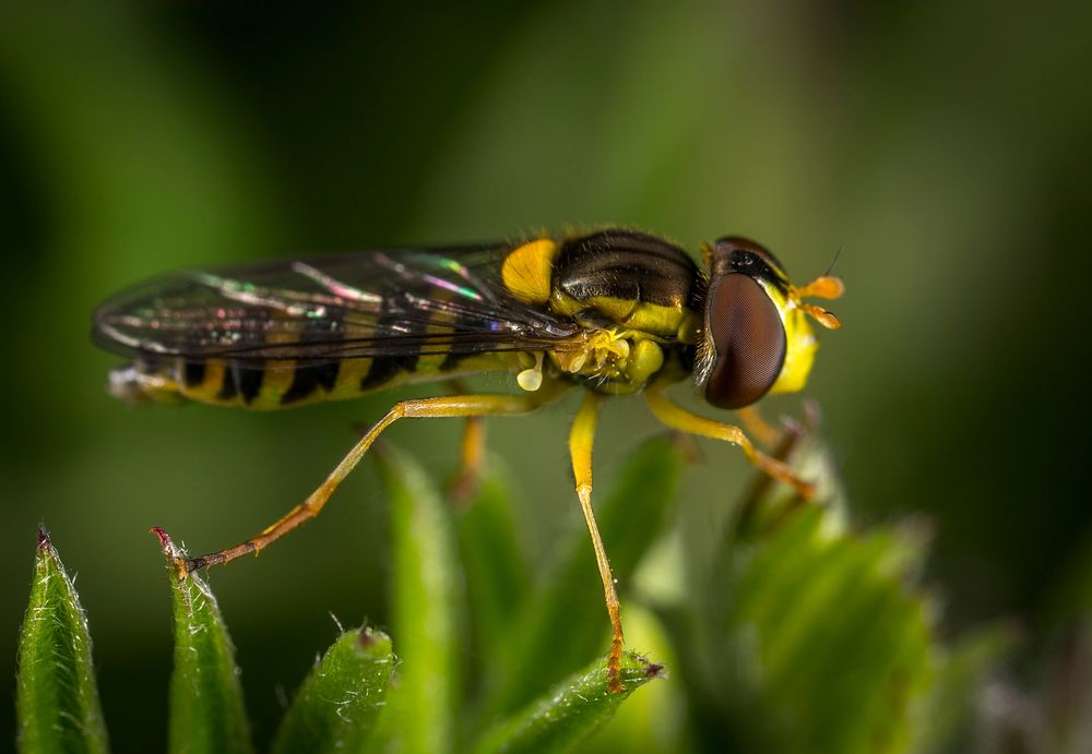 Free wasp close up public domain CC0 photo.