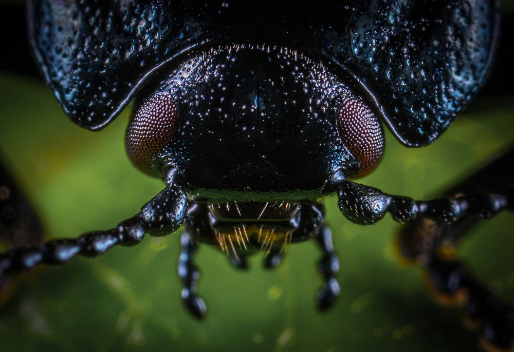 Free leaf beetle public domain CC0 photo.