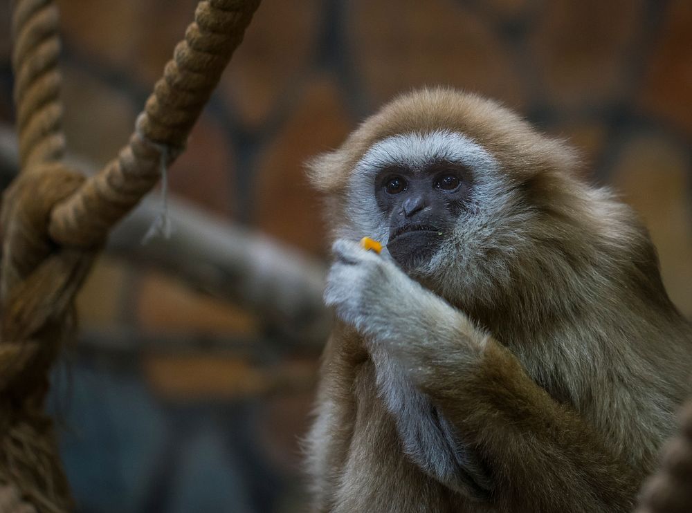 Free white-handed gibbon closeup photo, public domain animal CC0 image.