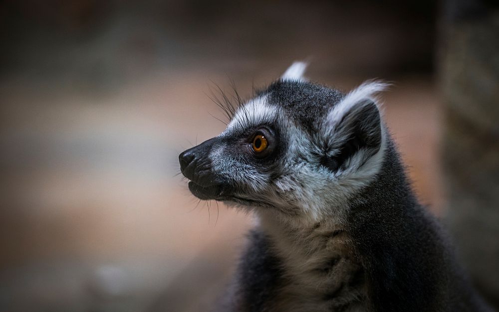Free cute Madagascan lemur face portrait image, public domain CC0 photo.