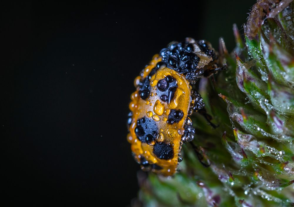 Free yellow ladybug climbing on a green plant photo, public domain animal CC0 image.
