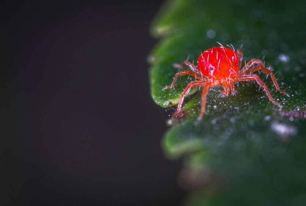Free close up small red spider image, public domain animal CC0 photo.