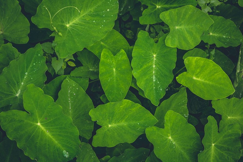 Free leaf plant close up image, public domain botany CC0 photo.