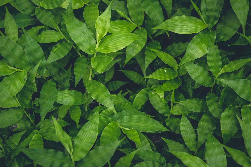 Free leaf plant close up image, public domain botany CC0 photo.
