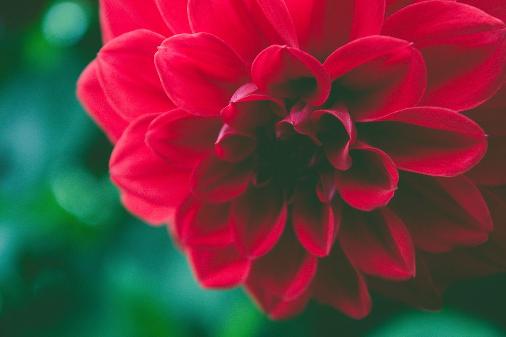 Free red dahlia image, public domain flower CC0 photo.
