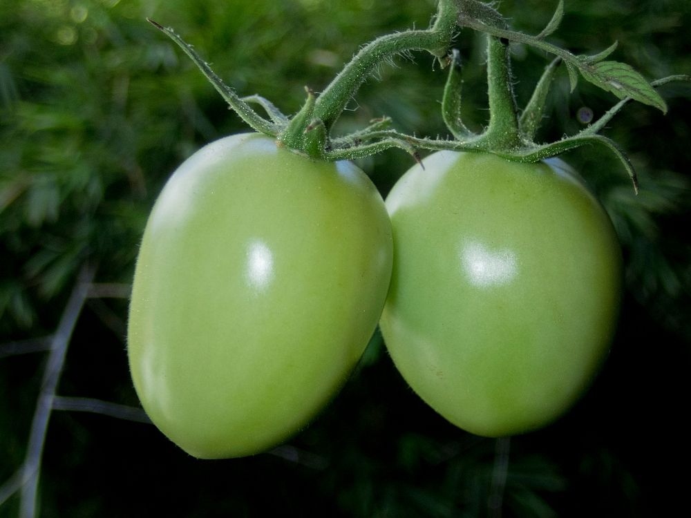 Free closeup on growing green tomatoes image, public domain CC0 photo.