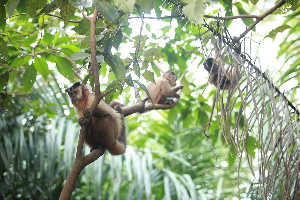 Free Azaras's capuchin in trees image, public domain animal CC0 photo.