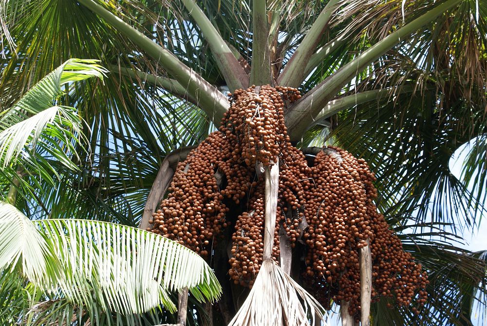 Free palm image, public domain plant CC0 photo.