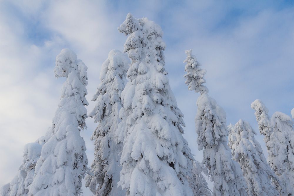 Snow covered fir trees. Free public domain CC0 photo.