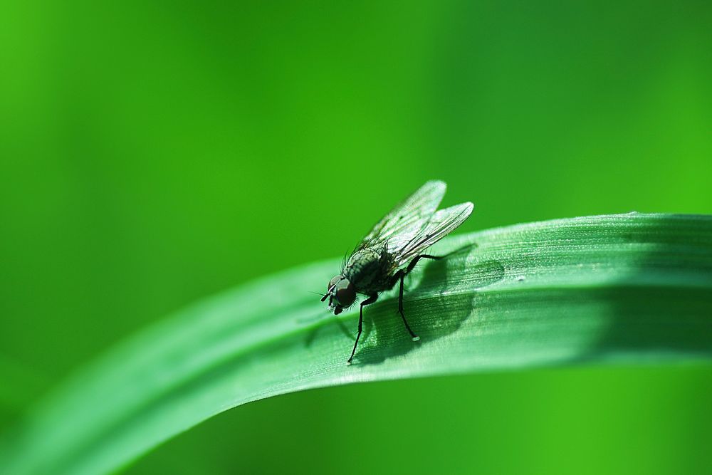 Free fly & insect photo, public domain wildlife CC0 image.